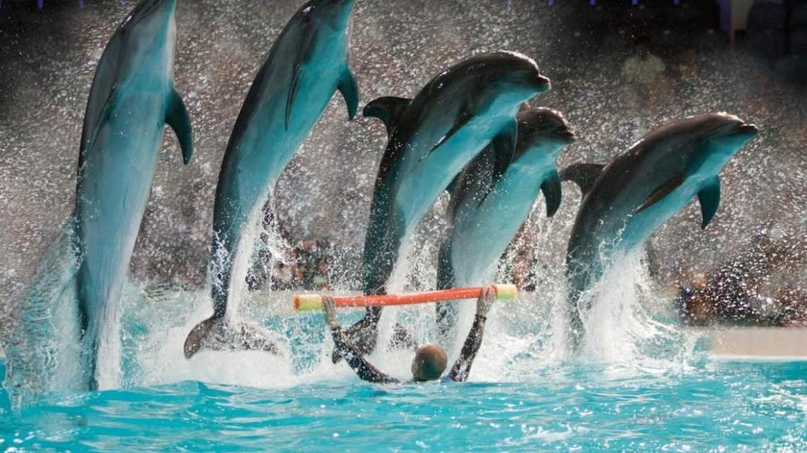 Dubai Dolphinarium and sea animal park