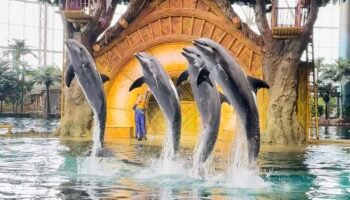 Dolphin show Sea World