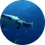 Sharjah Aquarium