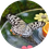 Dubai Butterfly Garden